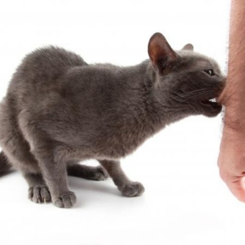 عضات الحيوانات تتطلب علاجا فوريا