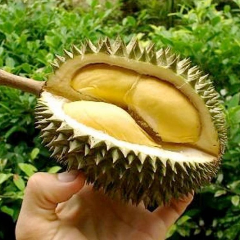 فاكهة الدوريان ترفع مناعة الجسم ضد الأمراض