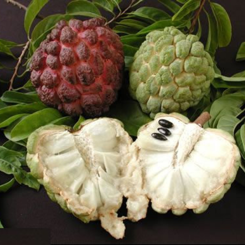 فاكهة القشطة ترفع مناعة الجسم