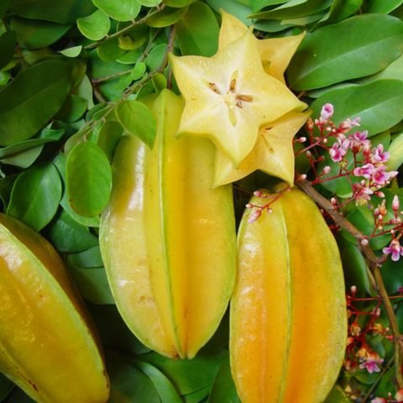 فاكهة الكرامبولا تعالج مرض السكري والكوليسترول