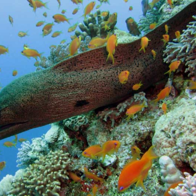 عالم البحار في بالاو