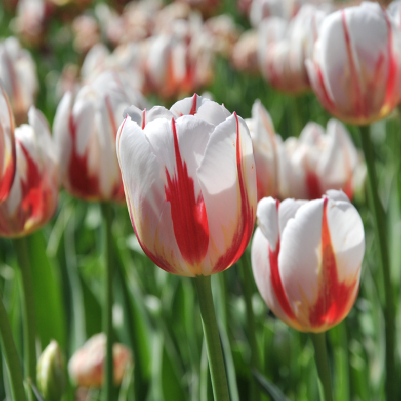 اطلقت كندا بمناسبة العيد زهرة التوليب المخصصة للاحتفال بالعيد وتم توزيعها على الكنديين