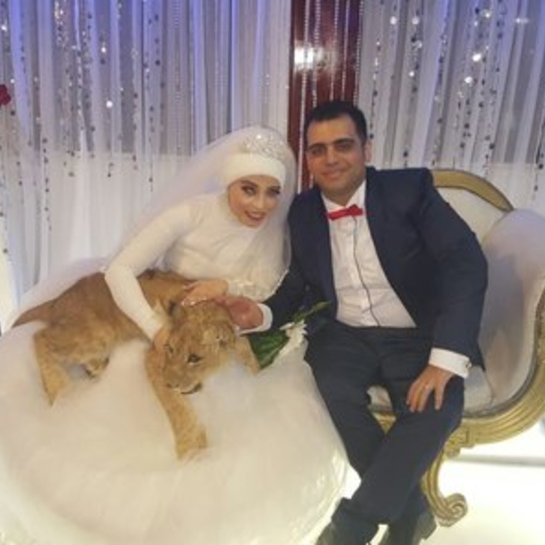 العروسان مع الاسد