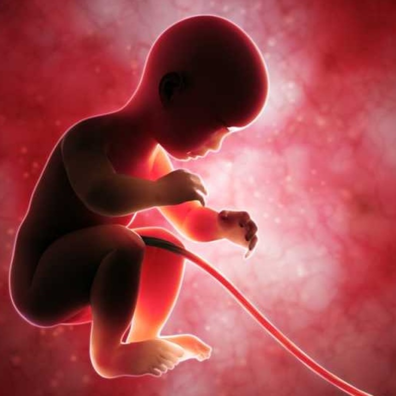 ماذا يحدث للجنين عند تسليط الضوء على بطن الام الحامل ؟