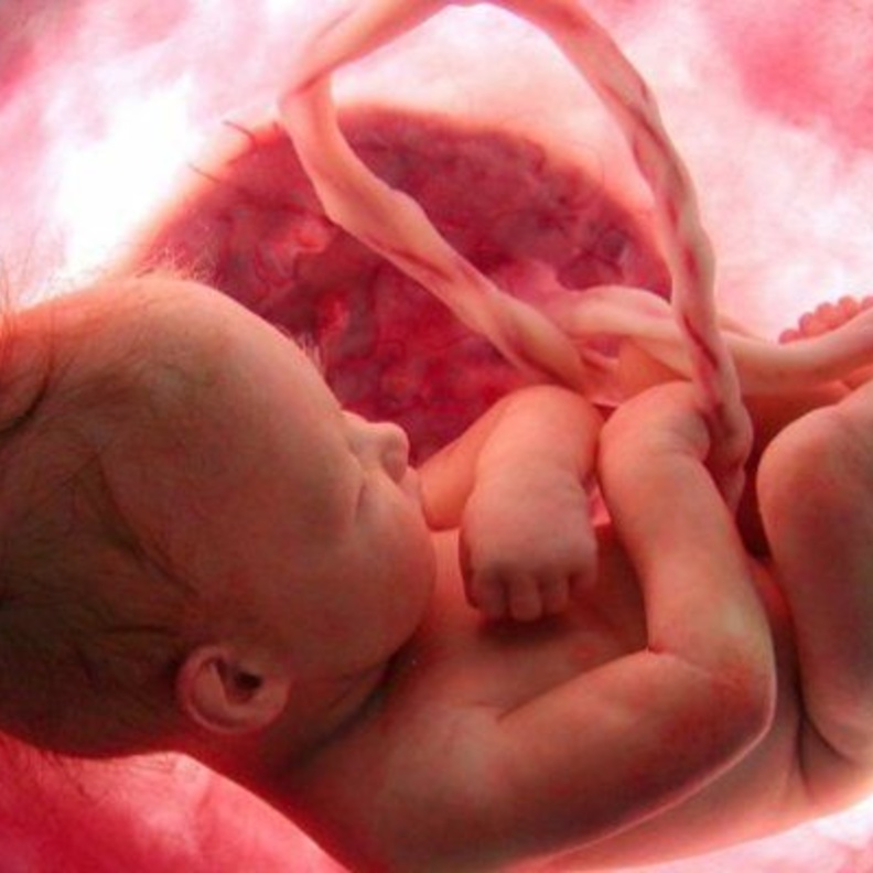 هل ينام الجنين في بطن امه ؟