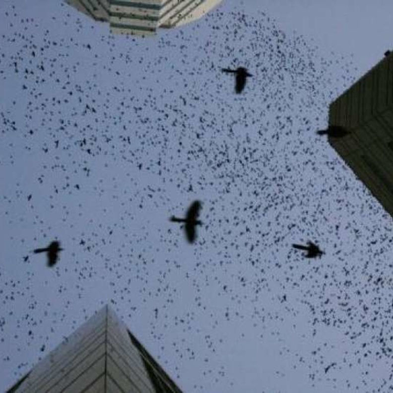  آلاف الطيور السوداء تغزو مدينة هيوستن الأمريكية