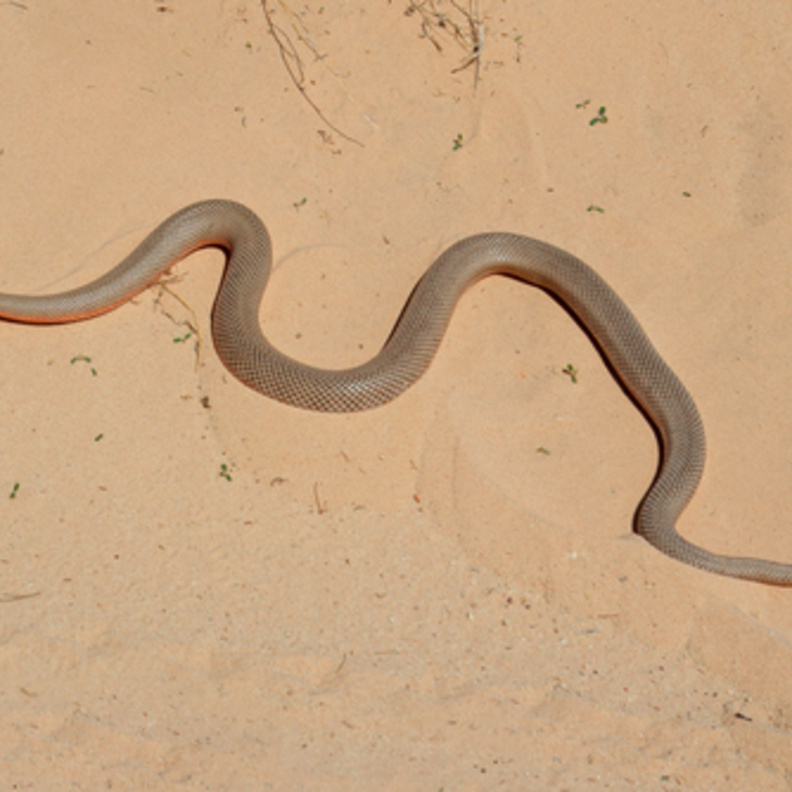 أفعى صحراوية