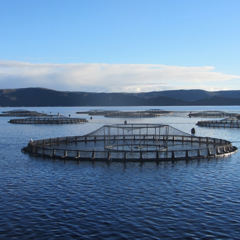 إستزراع السمك مشروع عالمي 