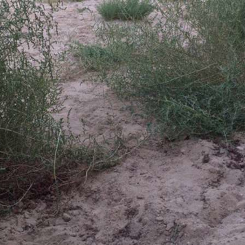 اثار الدماء تظهر مكان دفن الطفلة