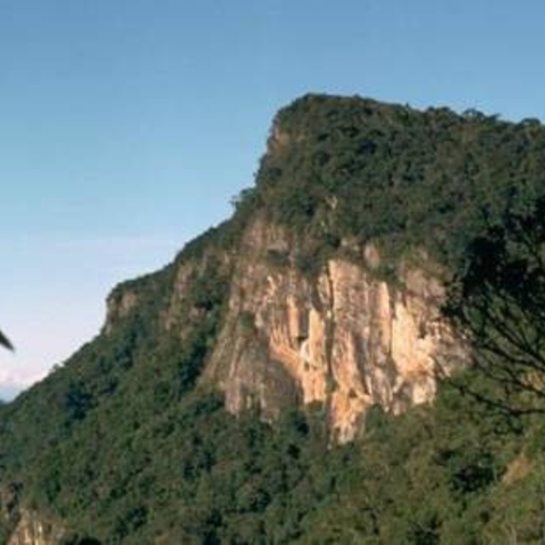 عريس هولندي تنقذه شجرة من الموت