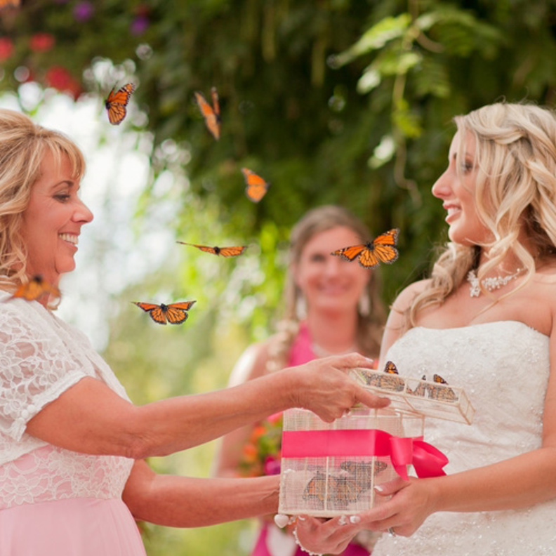 عالم من الفراشات