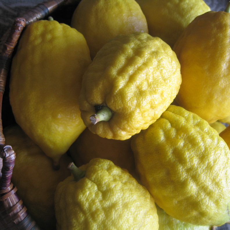 الأترجة ريحها طيب و طعمها طيب 