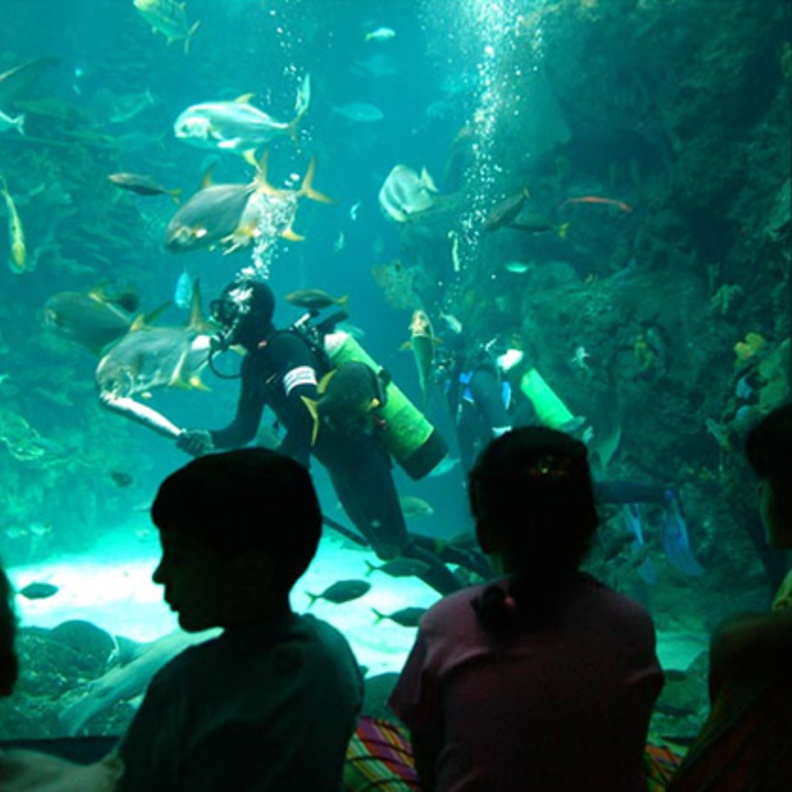 الأكواريوم