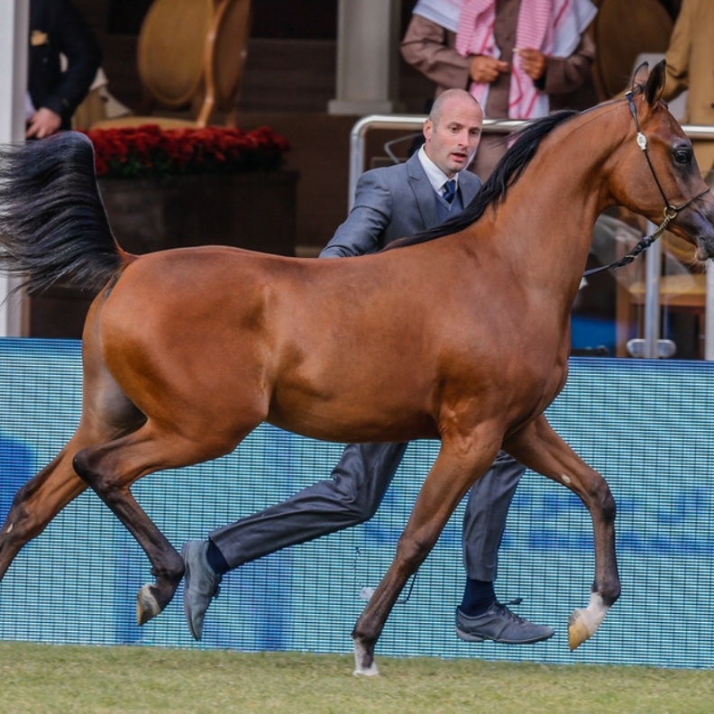 الجوادا لعربي في مهرجان الخالدية