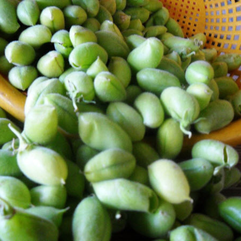 الحاملة غنية بفيتامينات بي الضرورية للجسم