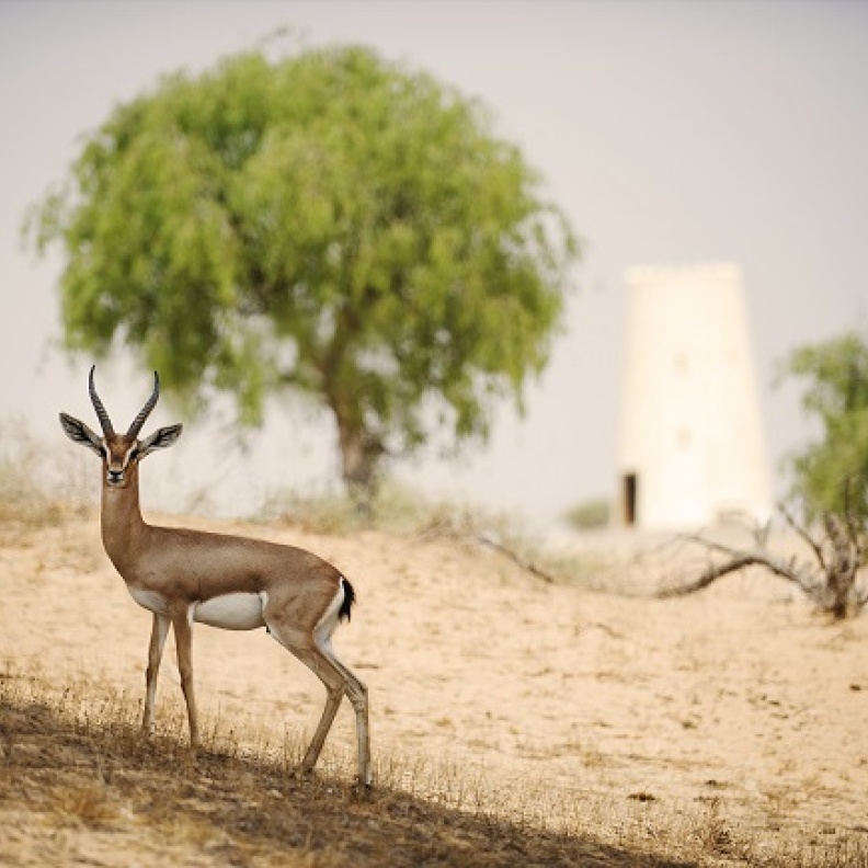 منجعات راس الخيمة