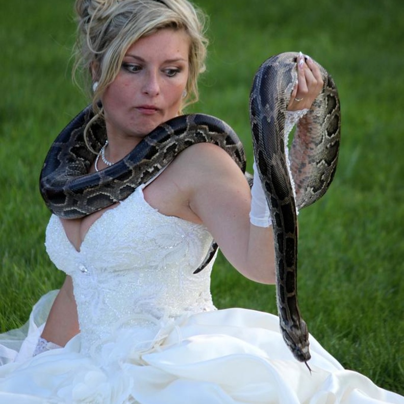 العروس ورعب الأفعى