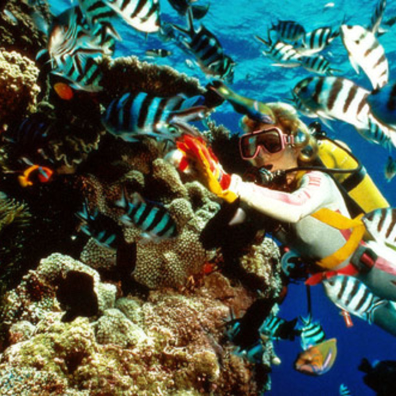  الغطس في شرم الشيخ