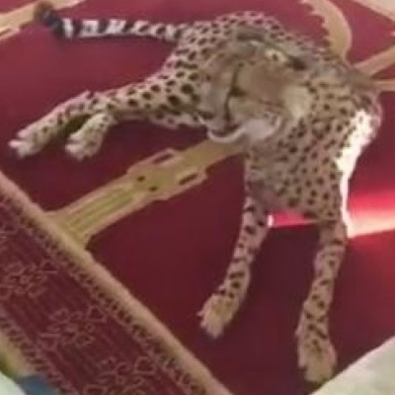 الفهد الذي فاجأ المصلين