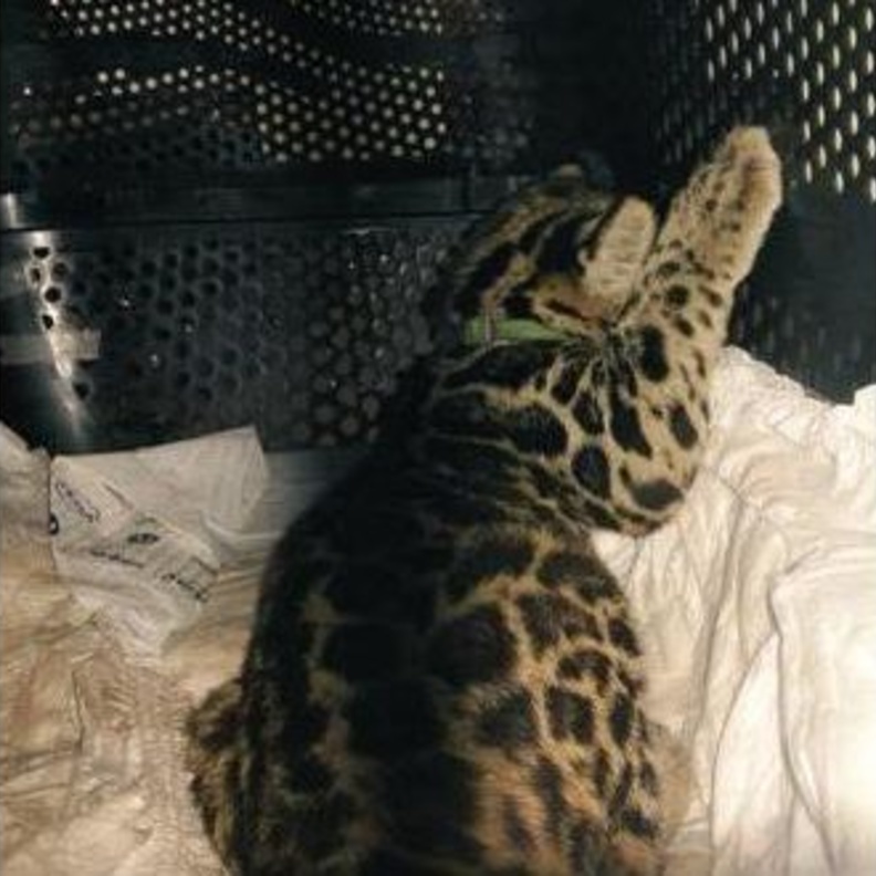 النمر المهرب باذن استيراد القطط