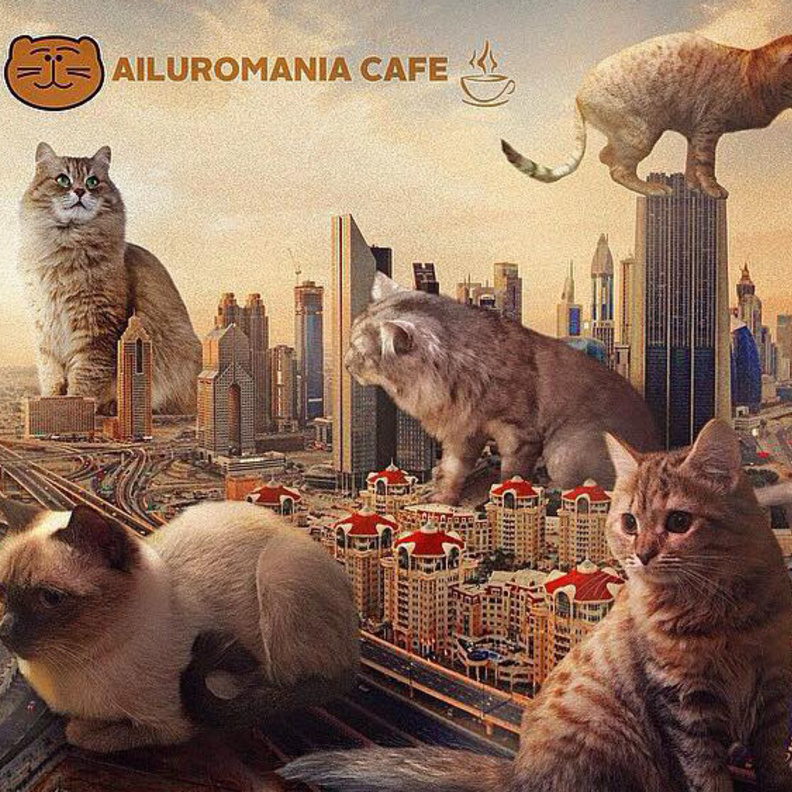 دبي تحتضن أول مقهى لمحبي القطط!