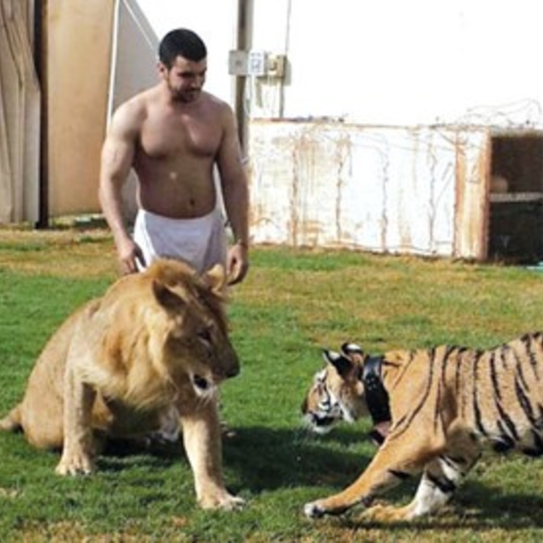 تدريب الصلال للحيوانات المفترسة