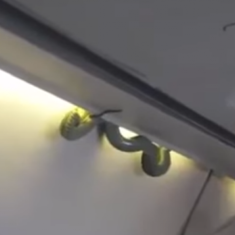 ثعبان أخضر يثير فزع الركاب على متن طائرة