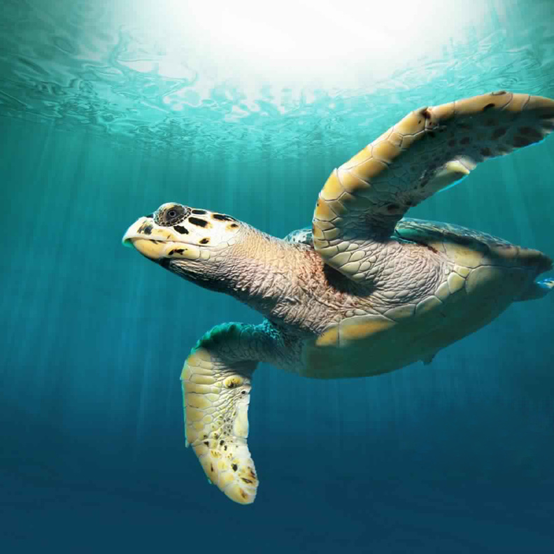 جزيرة بوطينة في أبوظبي