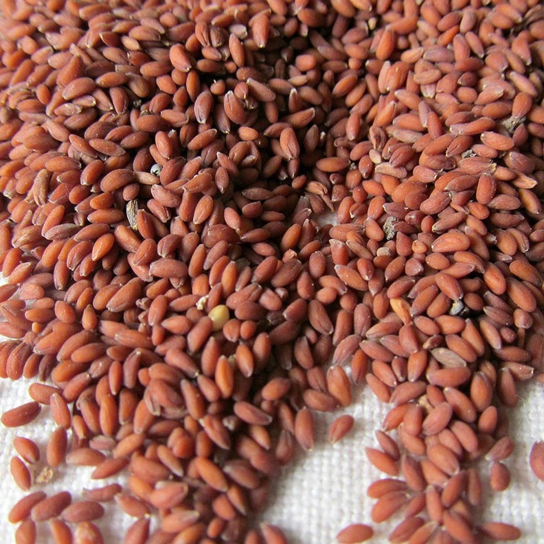 حب الرشاد مثالي للمرأة والرجل