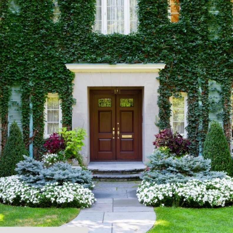 حديقة غناء تسلقت نباتاتها جدران المنزل