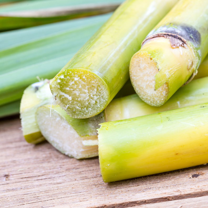 قصب السكر يساهم في علاج أمراض السرطان