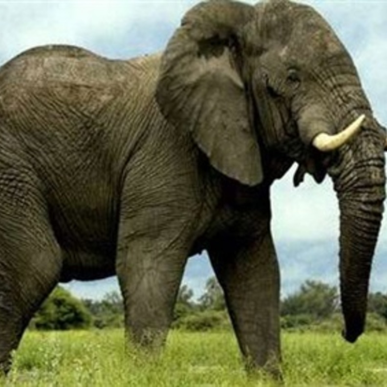 رجل يدفع حياته ثمنا لسيلفي مع فيل