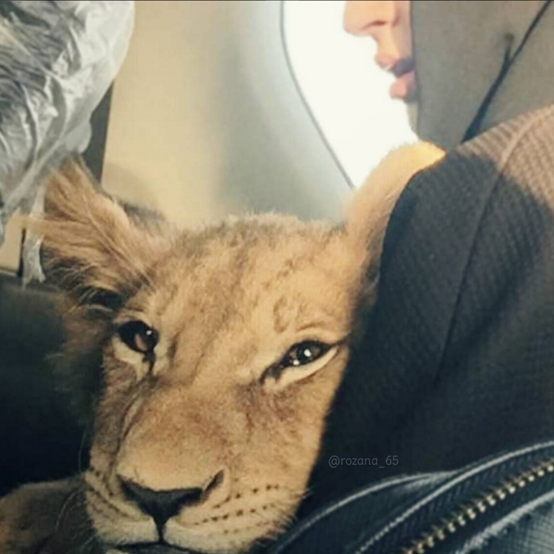 روزانا  تحتضن احدى حيواناتها 