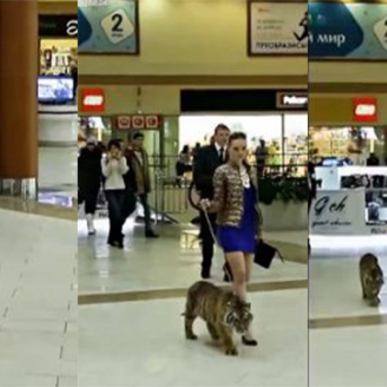 بالفيديو: جميلة روسية تتسوق بصحبة نمر سيبيري