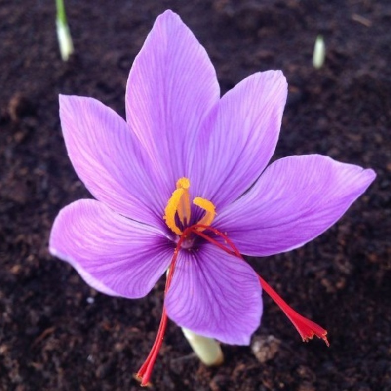 زهرة الزعفران