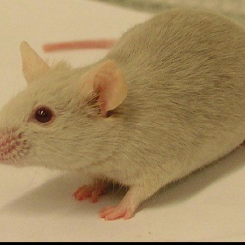 سيدة تقاضي متجرا مشهورا للألبسة و السبب فأر وجدته في معطفها 