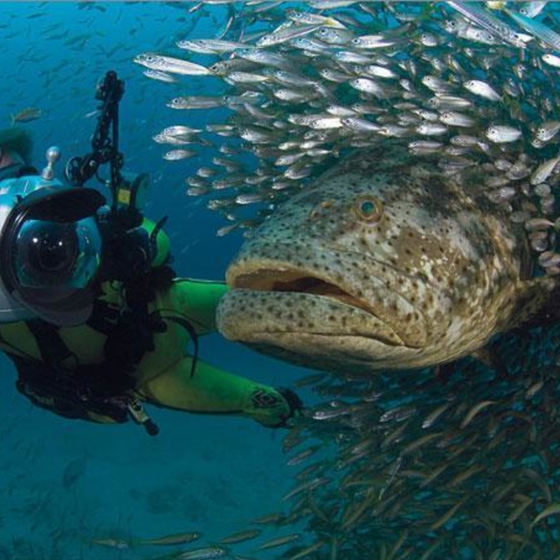 المهر المطلوب سمكة "هامور" 