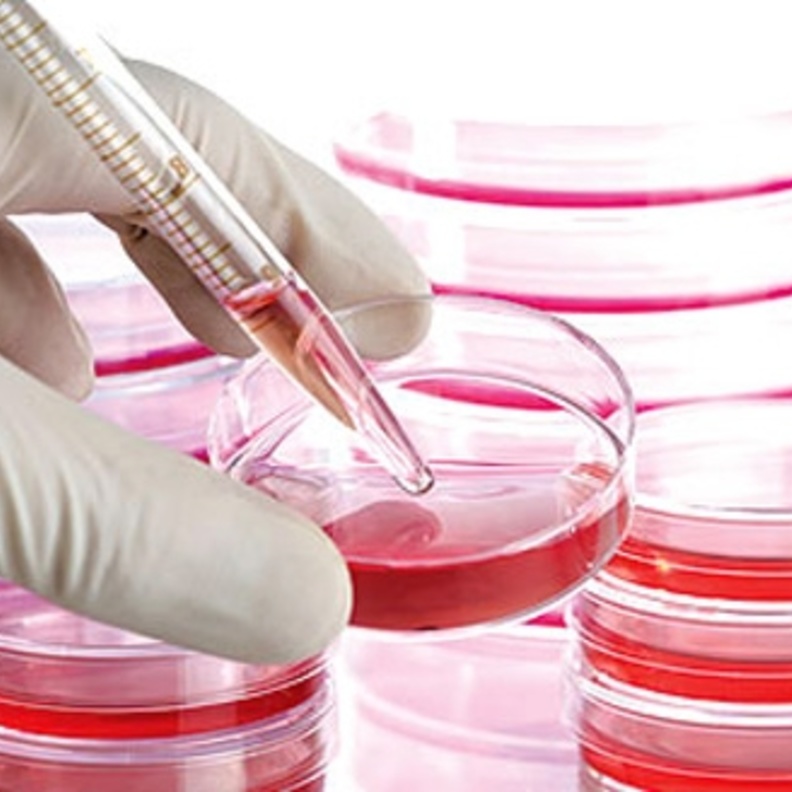 مركز الملك عبدالله يكشف عدد المتبرعين بالخلايا الجذعية بالسعودية