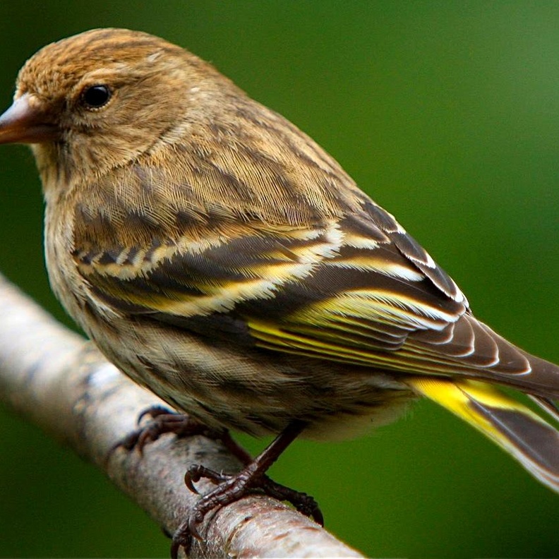 عصفور يتسول بطريقة طريفة للغاية