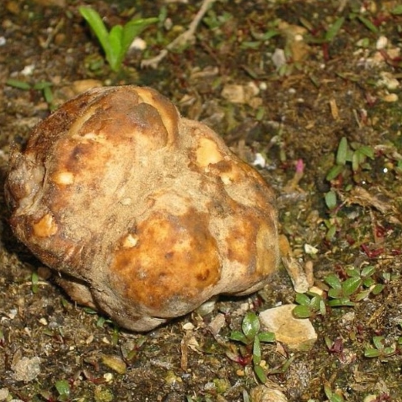 فوائد الفقع أو بنت الرعد سبب عشق السعوديين لها