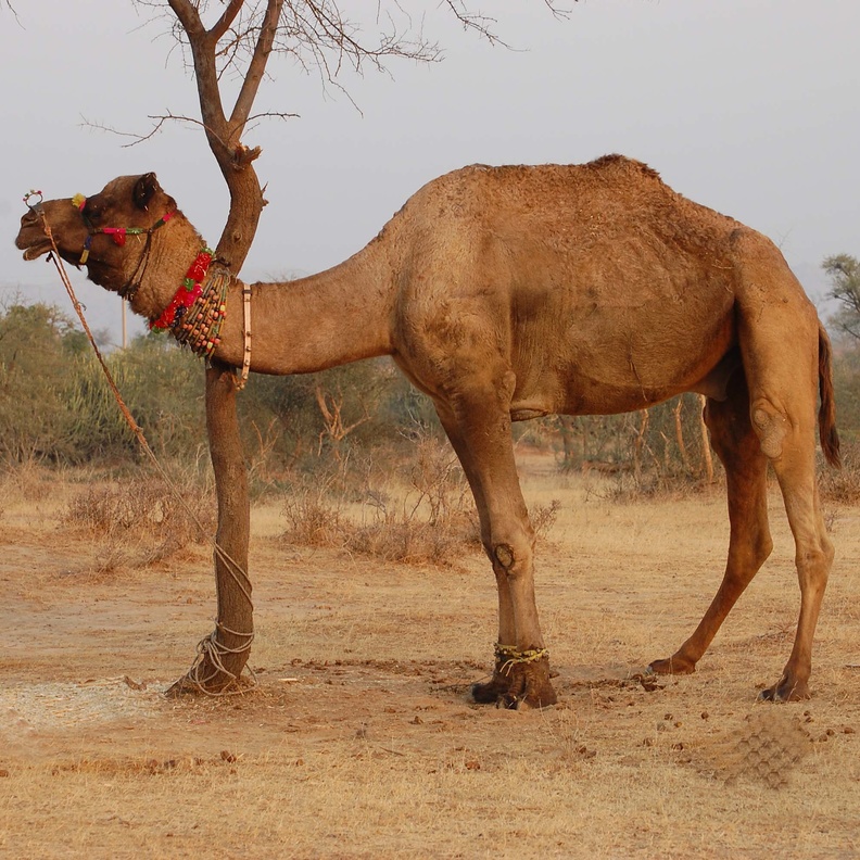 قصص وفاء النياق والجمال لأصحابها الأكثر تأثيرا على البعض 