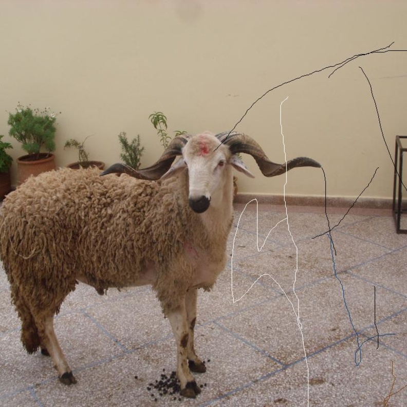 كبش يقتل مسناً بالنطحة القاضية