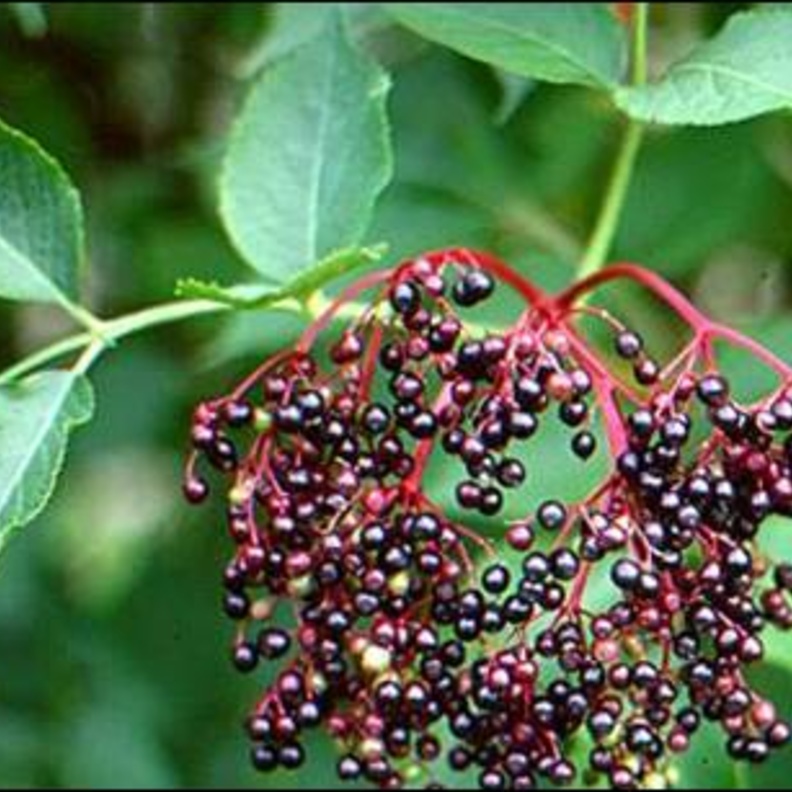 شجرة المحلب التي هي نوع من انواع شجر الكرز