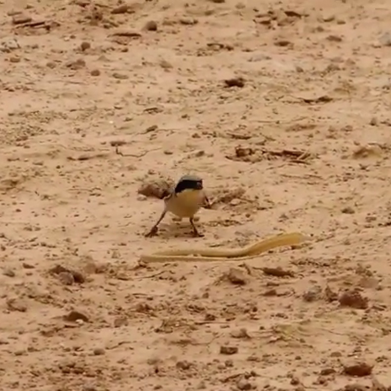 بالفيديو: معركة بين طائر وأفعى في صحراء السعودية