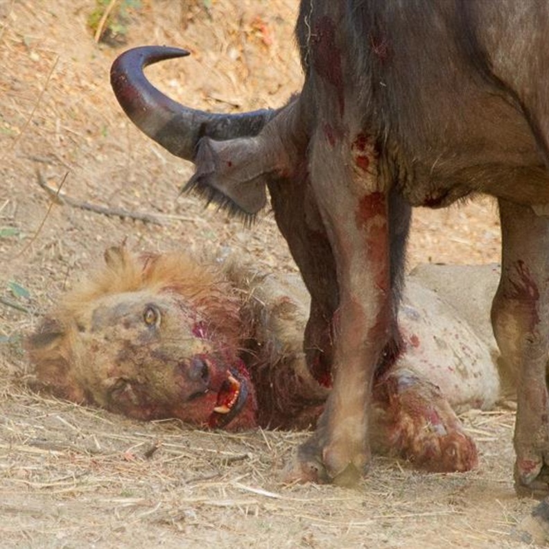 معركة قاسية بين أسد وأنثى جاموس