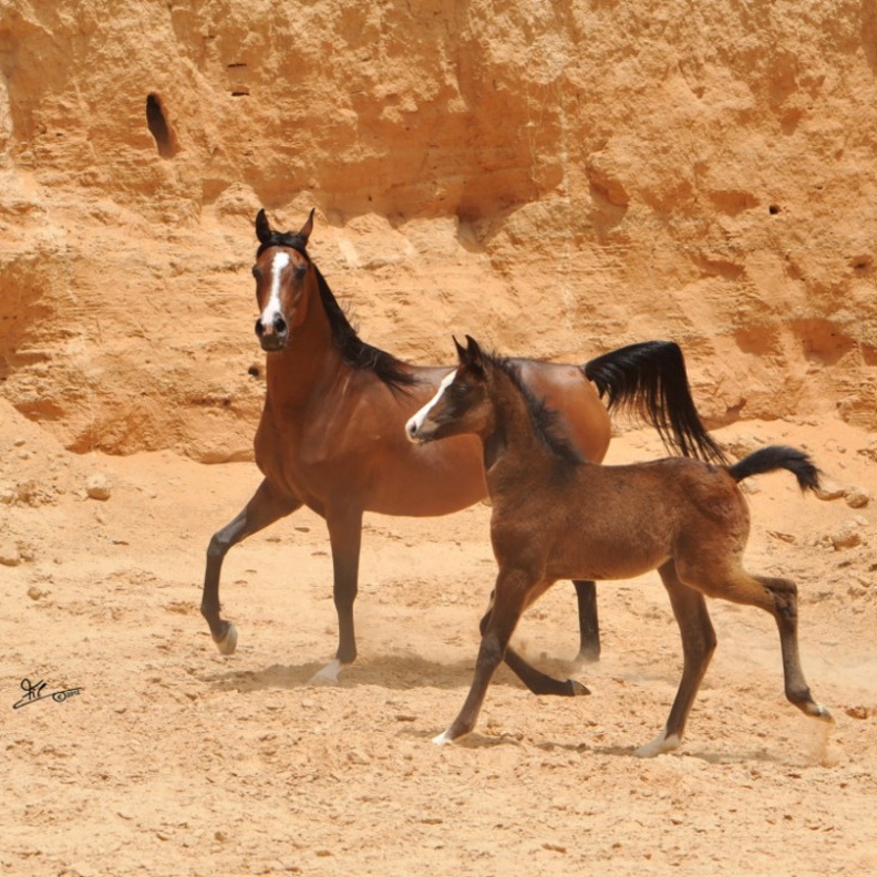 من خيول المركز التي يعرضها