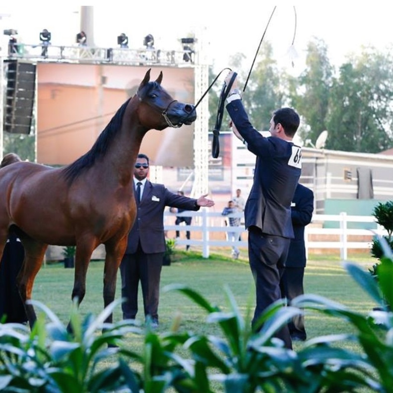 من مهرجان الخيول في مزرعة الخالدية