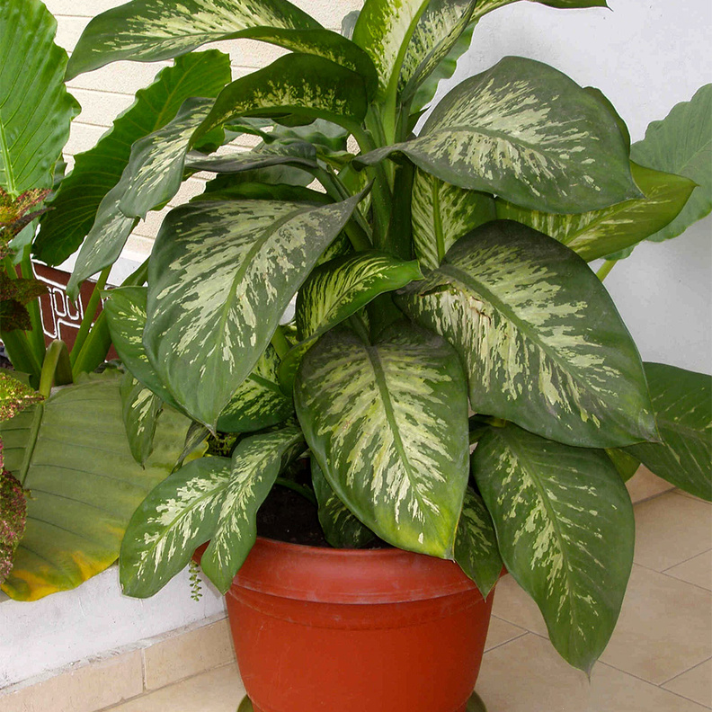 نبتة الديفنباخيا