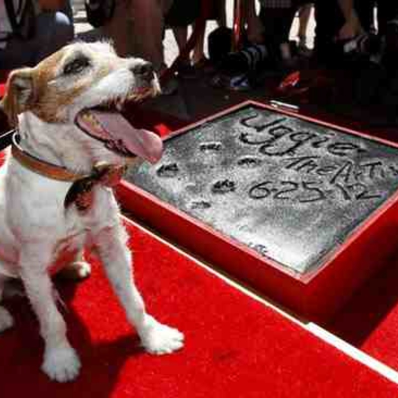 نجمة هوليود للكلب أوجي