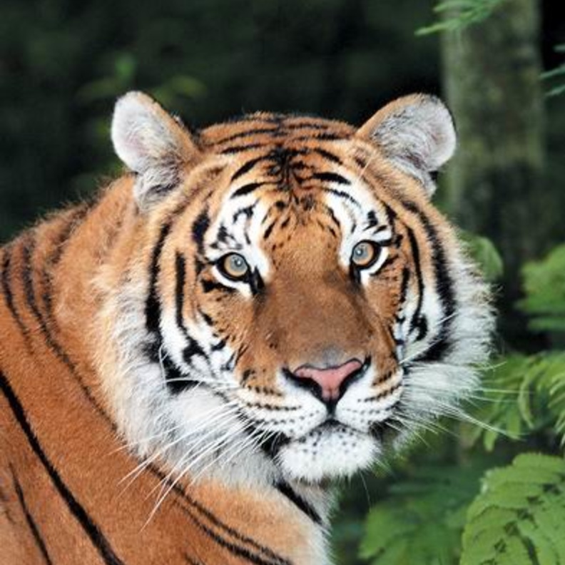 نمر يفترس رجلا أمام زوجته وابنته 